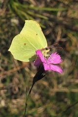 Zitronenfalter - (Gonepteryx rhamni)