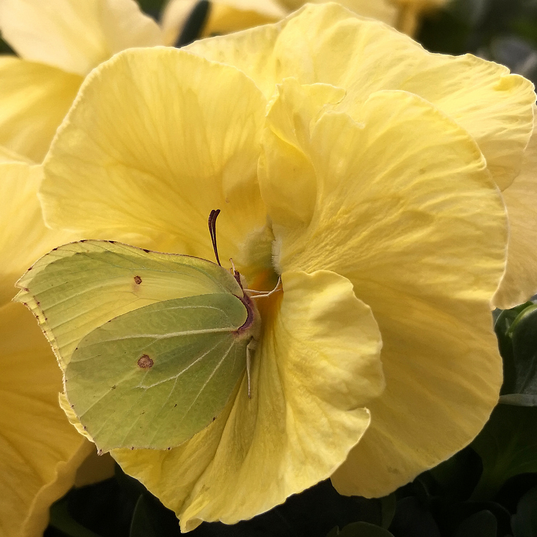 Zitronenfalter (Gonepteryx rhamni)