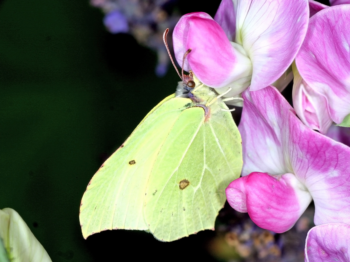 Zitronenfalter (Gonepteryx rhamni)....