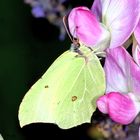 Zitronenfalter (Gonepteryx rhamni)....