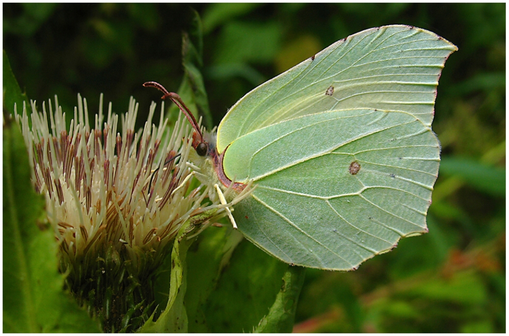 Zitronenfalter - Gonepteryx rhamni