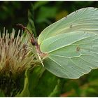 Zitronenfalter - Gonepteryx rhamni