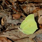 Zitronenfalter (Gonepteryx rhamni).