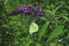 Zitronenfalter (Gonepteryx rhamni)