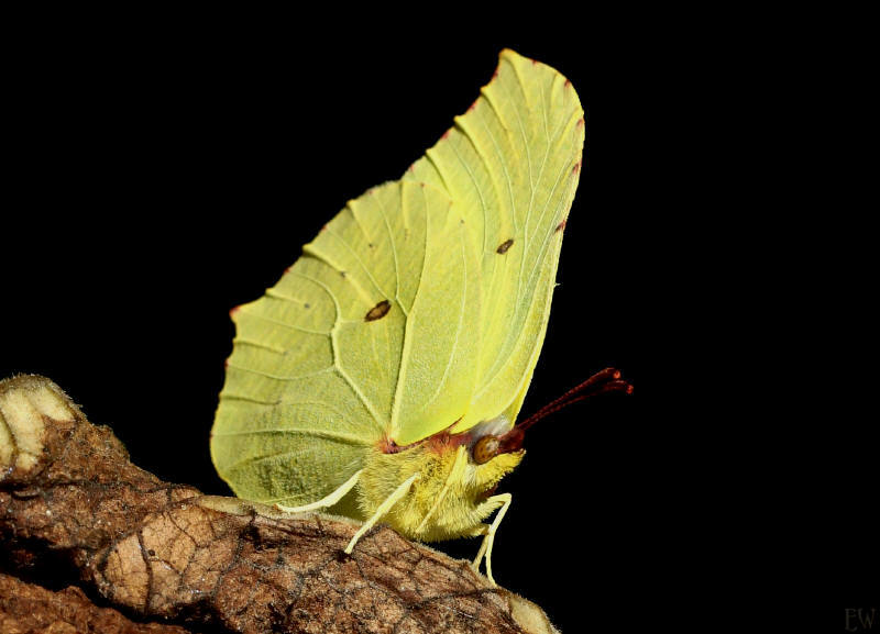 Zitronenfalter (Gonepteryx rhamni)