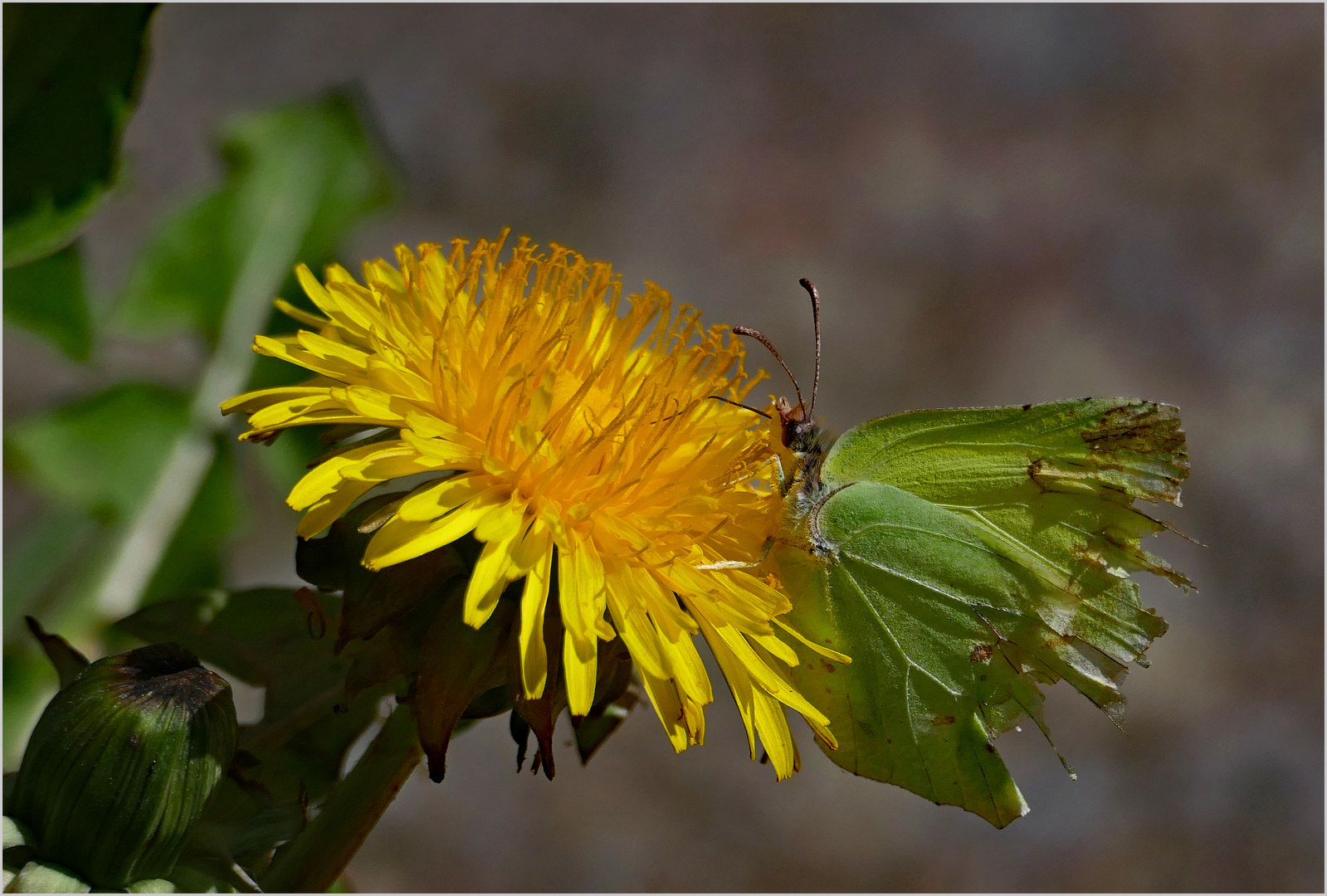 Zitronenfalter (Gonepteryx rhamni)