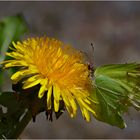 Zitronenfalter (Gonepteryx rhamni)