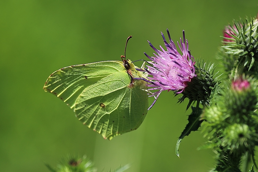 Zitronenfalter (Gonepteryx rhamni) 2