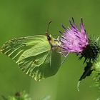 Zitronenfalter (Gonepteryx rhamni) 2