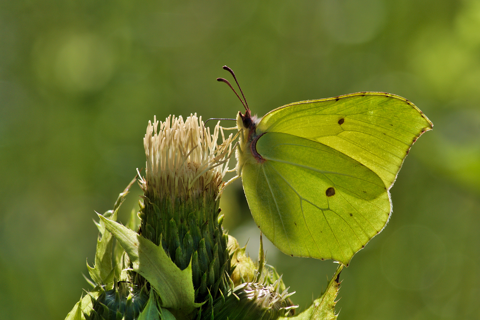 Zitronenfalter (Gonepteryx rhamni) 2