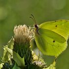 Zitronenfalter (Gonepteryx rhamni) 2