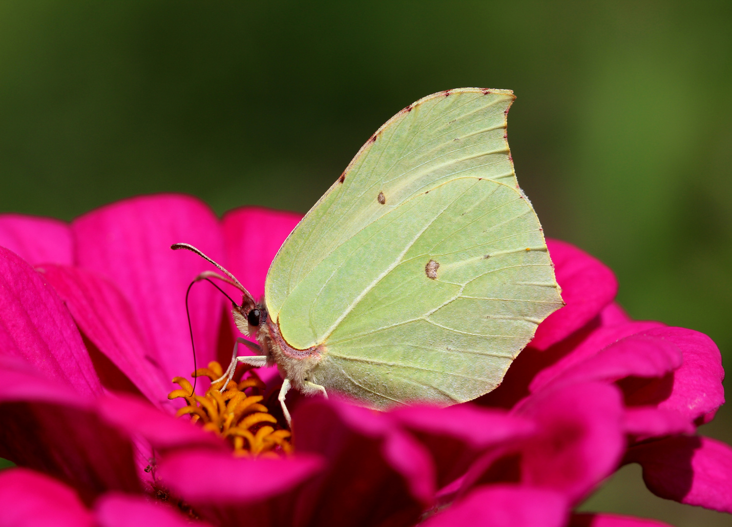 Zitronenfalter (Gonepteryx rhamni)...