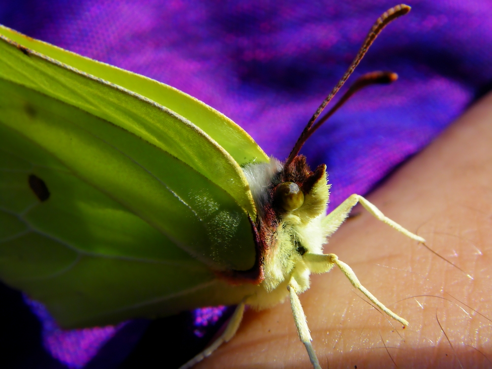 Zitronenfalter - Gonepteryx rhamni