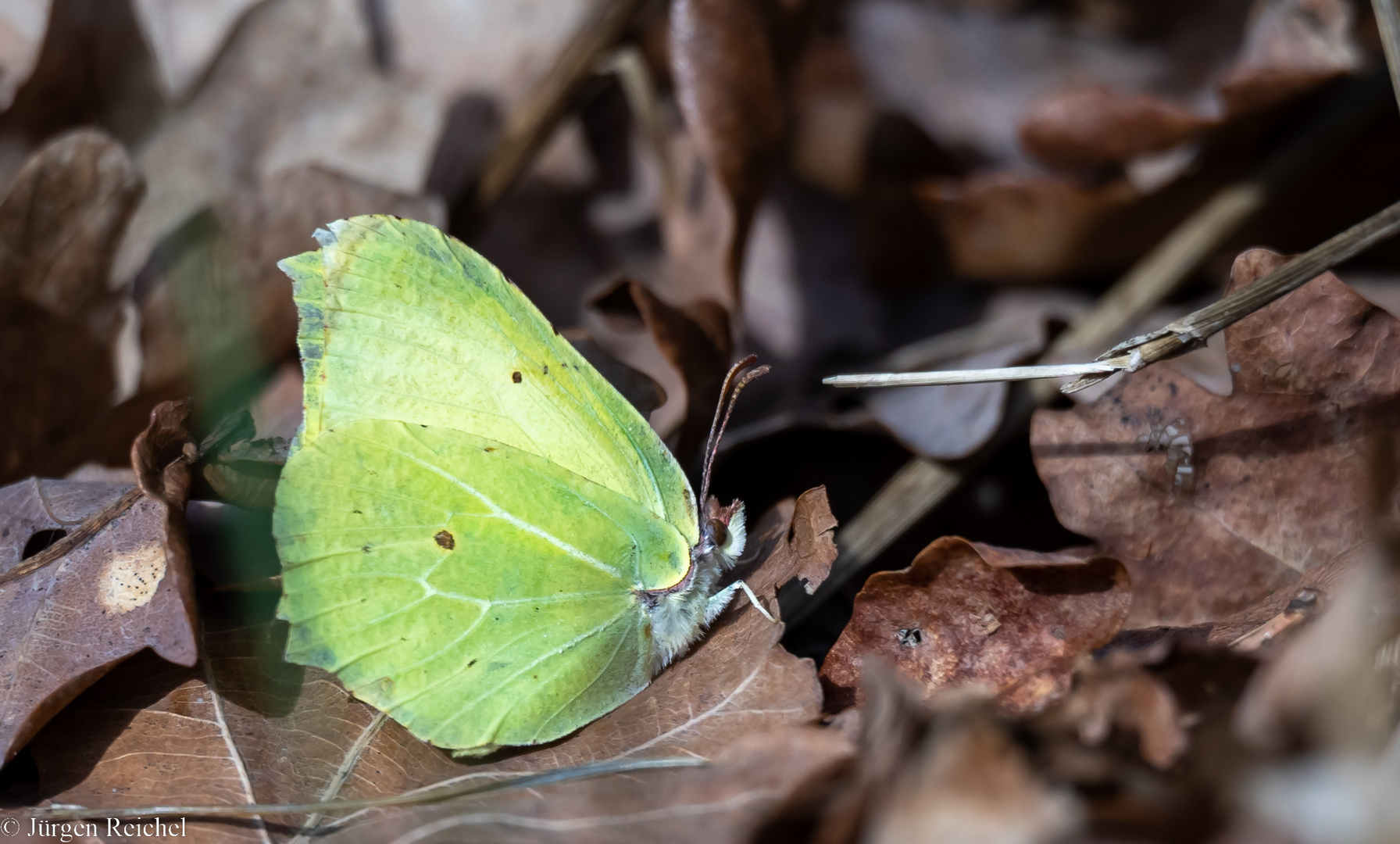 Zitronenfalter ( Gonepteryx rhamni ) 