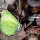 Zitronenfalter ( Gonepteryx rhamni ) 