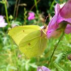 Zitronenfalter (Gonepteryx rhamni)