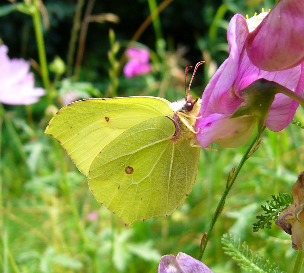 Zitronenfalter (Gonepteryx rhamni)