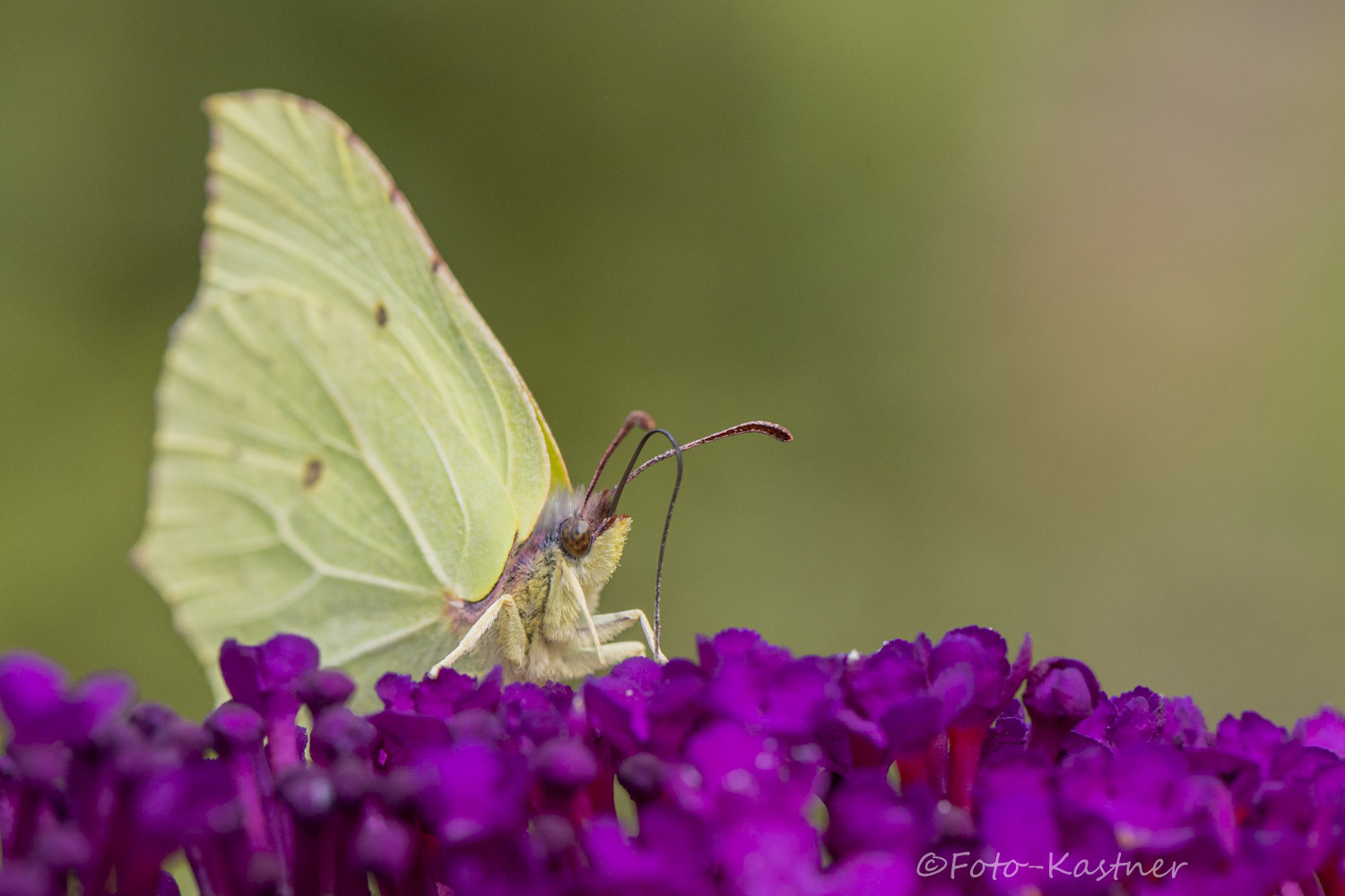  Zitronenfalter (Gonepteryx rhamni) 