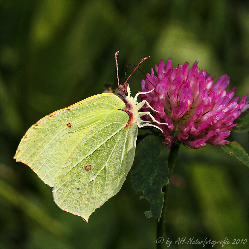 Zitronenfalter (Gonepteryx rhamni)