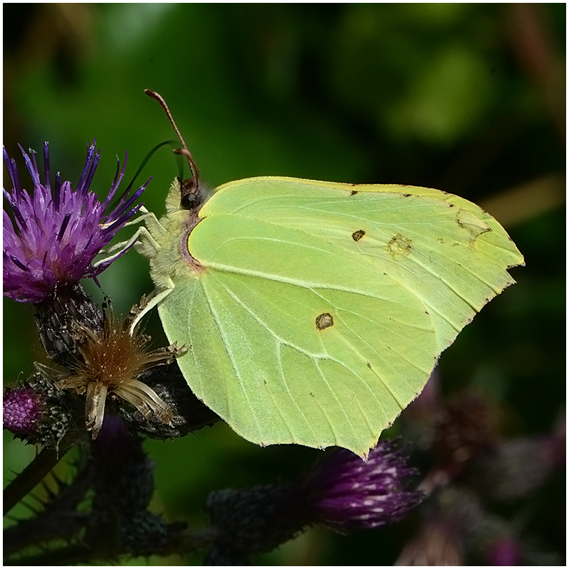 Zitronenfalter - Gonepteryx rhamni