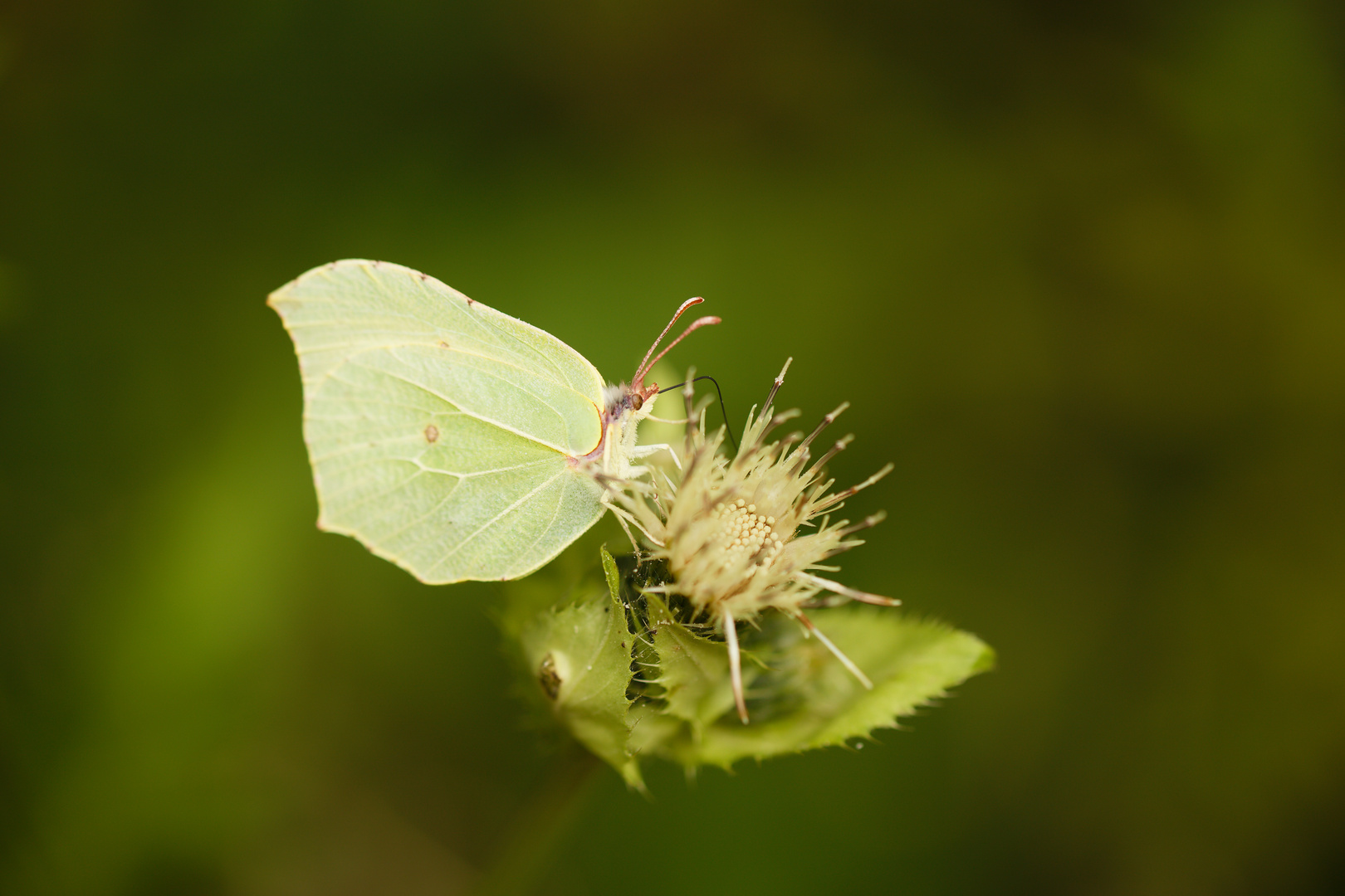 Zitronenfalter (Gonepteryx rhamni)