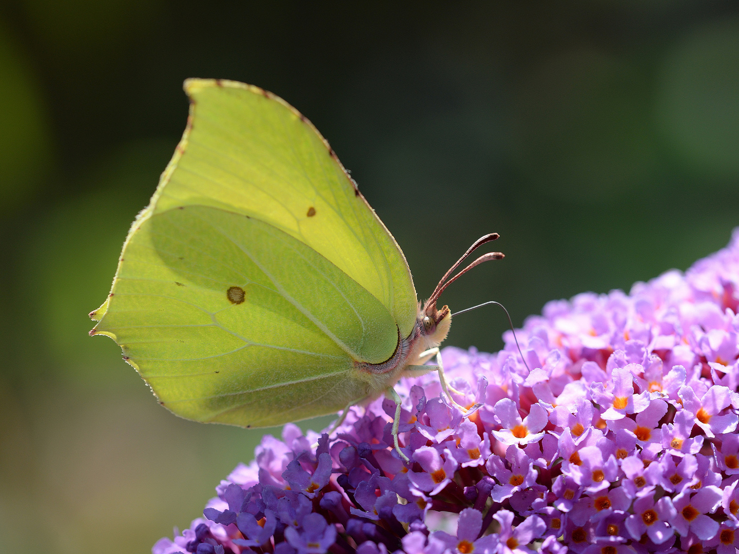 Zitronenfalter (Gonepteryx rhamni)