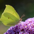 Zitronenfalter (Gonepteryx rhamni)