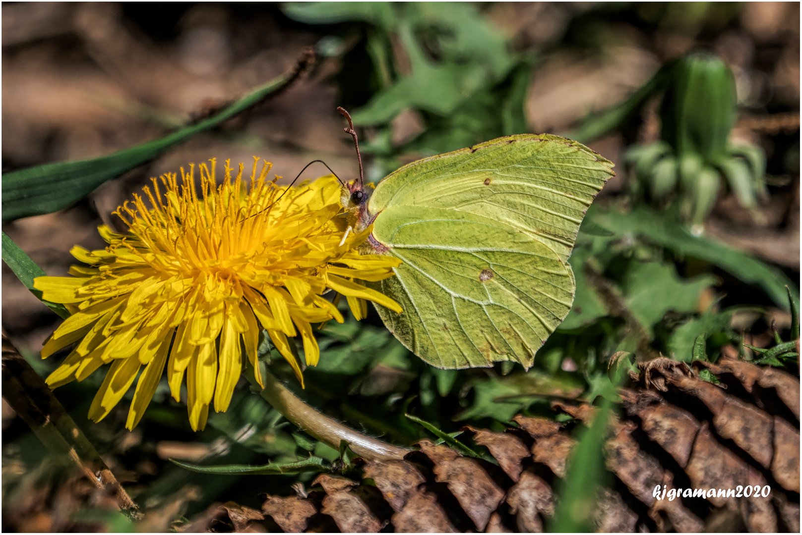 zitronenfalter (gonepteryx rhamni)....