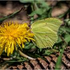 zitronenfalter (gonepteryx rhamni)....