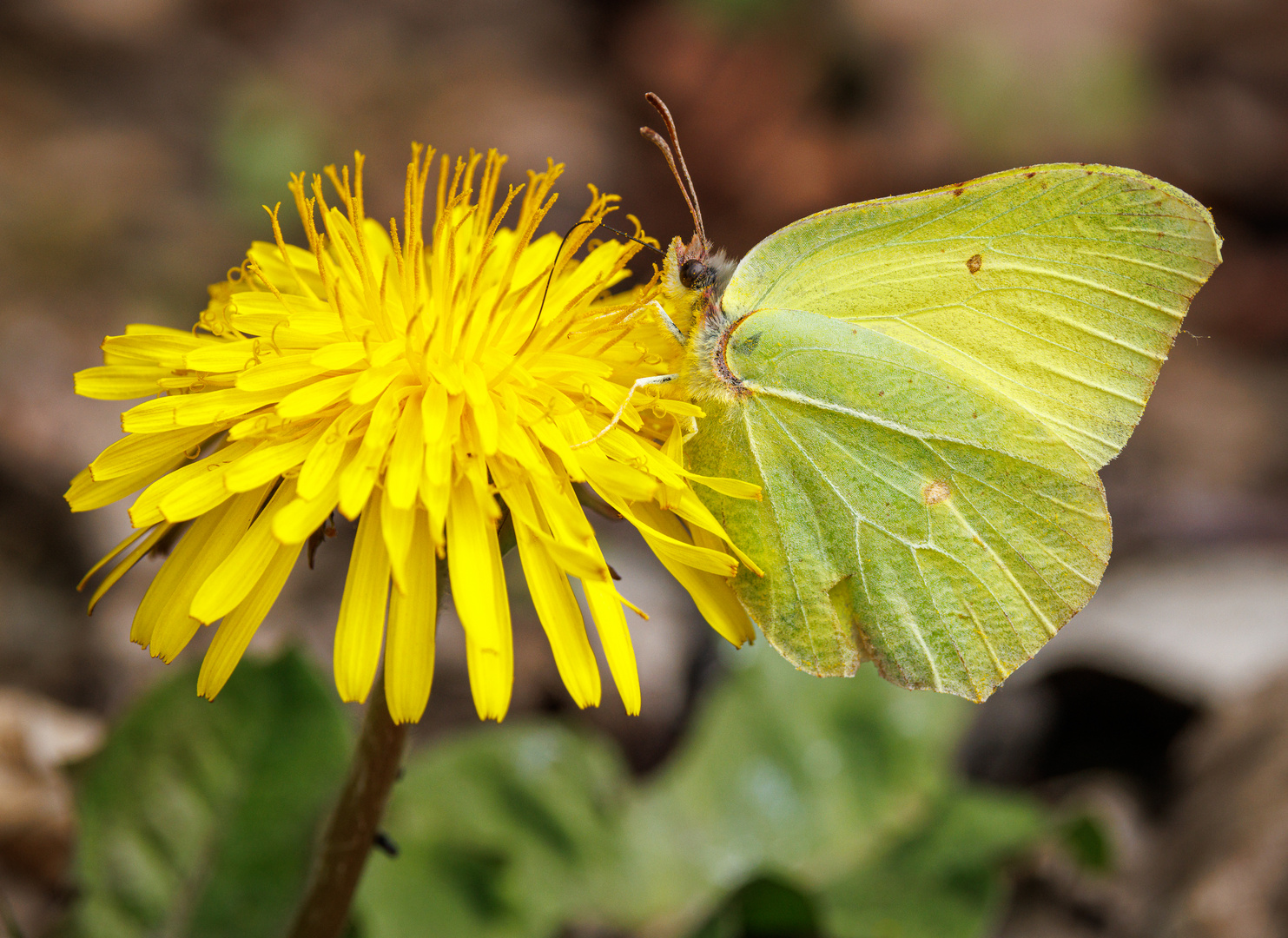 Zitronenfalter (Gonepteryx rhamni)