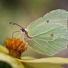 Zitronenfalter (Gonepteryx rhamni)