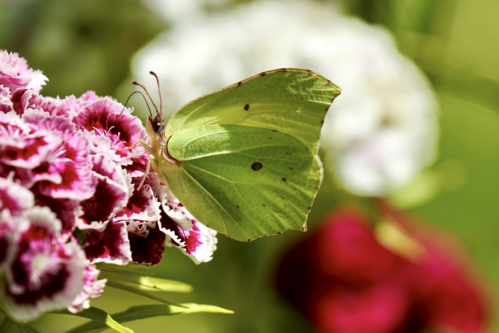 Zitronenfalter (Gonepteryx rhamni)