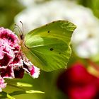 Zitronenfalter (Gonepteryx rhamni)