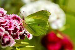 Zitronenfalter (Gonepteryx rhamni)