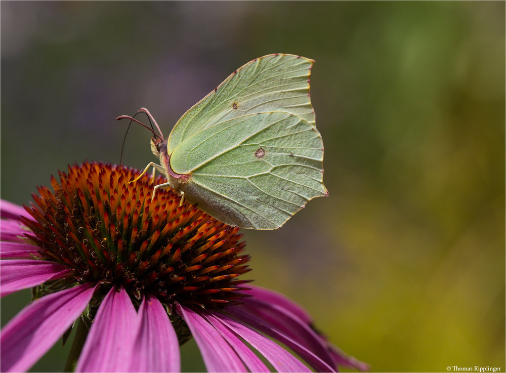 Zitronenfalter (Gonepteryx rhamni).