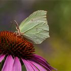 Zitronenfalter (Gonepteryx rhamni).