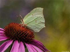 Zitronenfalter (Gonepteryx rhamni).