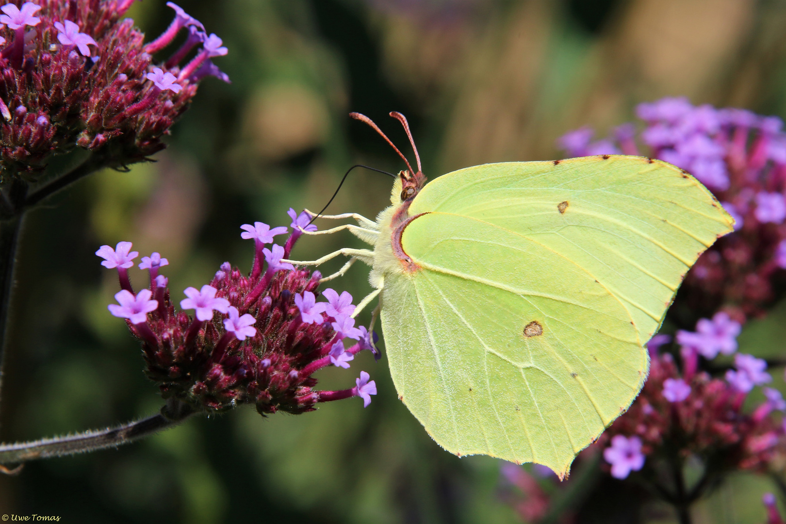 Zitronenfalter  [Gonepteryx rhamni]