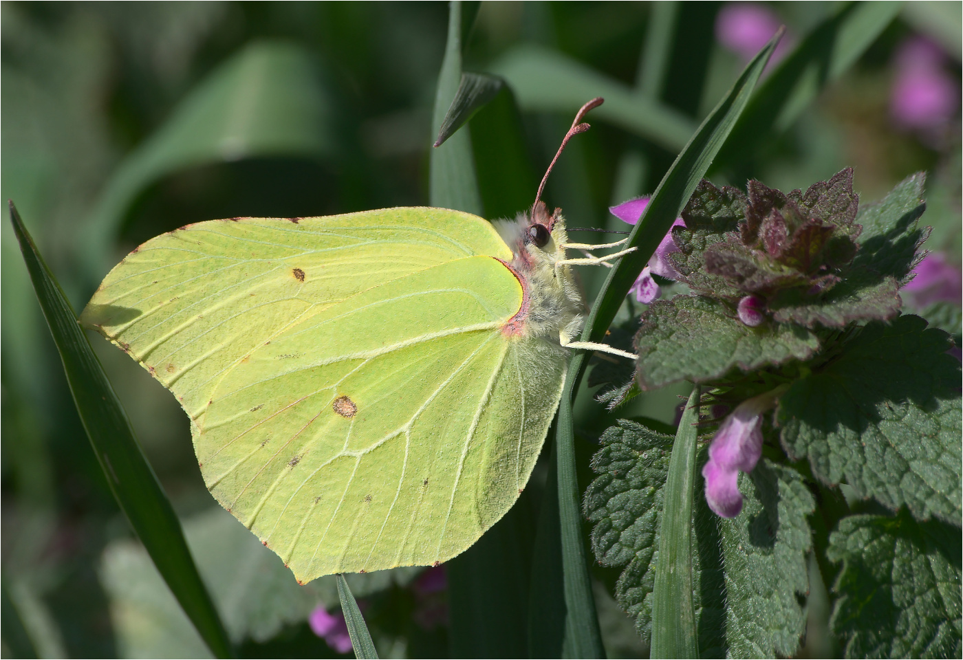 Zitronenfalter (Gonepteryx rhamni)