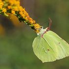 Zitronenfalter (Gonepteryx rhamni)