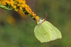 Zitronenfalter (Gonepteryx rhamni)