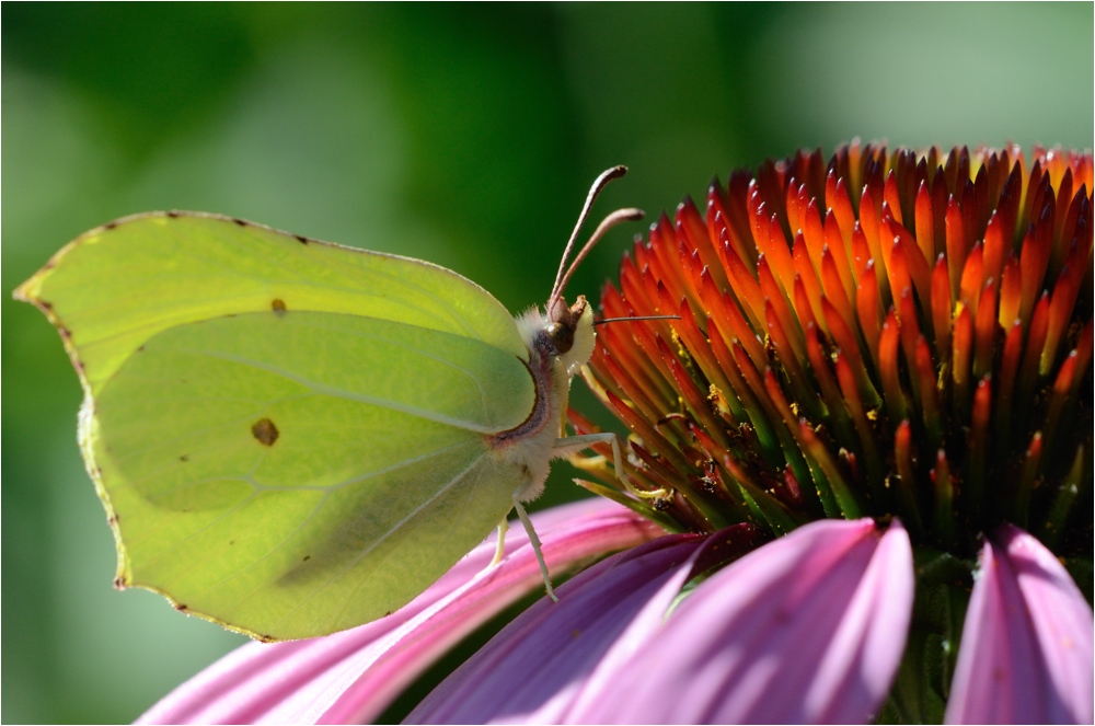 Zitronenfalter (Gonepteryx rhamni)