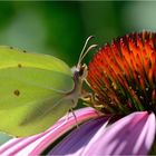 Zitronenfalter (Gonepteryx rhamni)