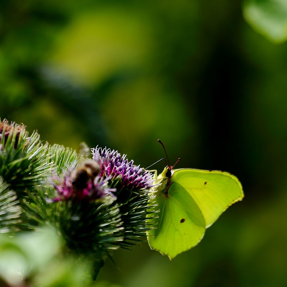 Zitronenfalter (Gonepteryx rhamni)