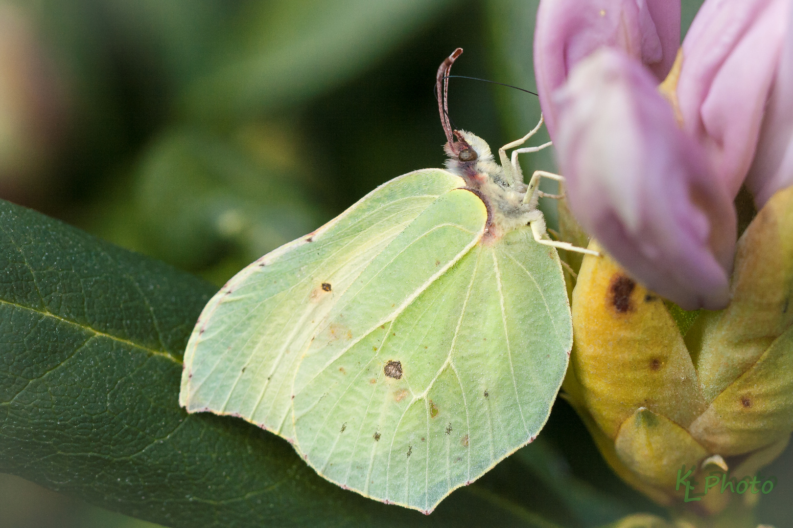 Zitronenfalter (Gonepteryx rhamni)