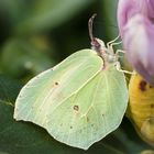 Zitronenfalter (Gonepteryx rhamni)