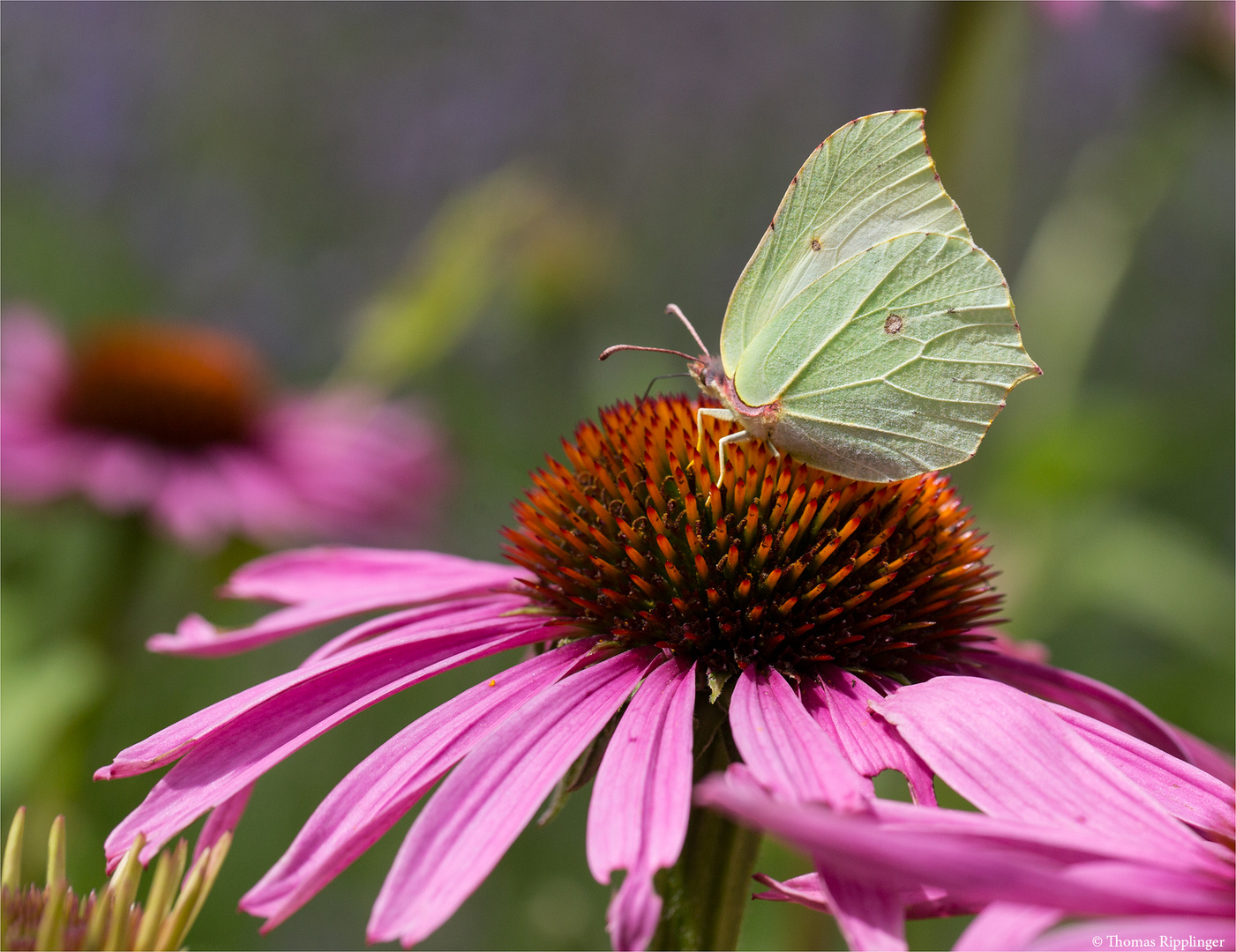 Zitronenfalter (Gonepteryx rhamni)