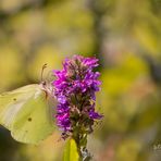 Zitronenfalter Gonepteryx rhamni