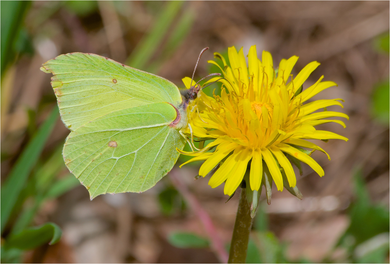 Zitronenfalter (Gonepteryx rhamni)