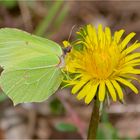 Zitronenfalter (Gonepteryx rhamni)